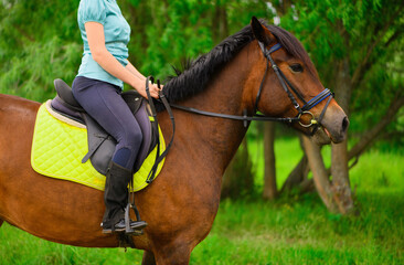The Caucasian horsewoman is riding through the forest. The profile of the female rider and her bay...
