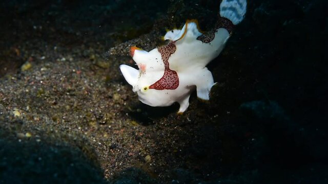 Warty frogfish (Clown frogfish) - Antennarius maculatus hunting. Macro underwater video. Diving in Tulamben, Bali, Indonesia.