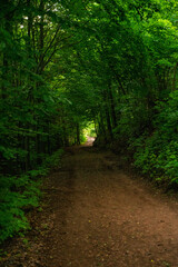 Deep green forest tunnel in rainy day