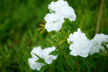 White climbing rose against the background of green grass in summer.