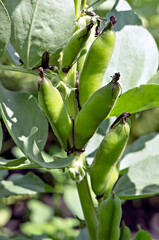 Obraz premium green beans on a tree