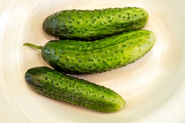 Young cucumbers just picked from the garden