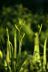 Garden plant daylily on a sunny day close-up.
