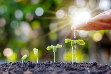 Growing vegetation on the fertile soil, including the sun shining through the hands of watering farmers, the idea of ​​plant growth and cultivation.