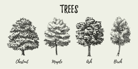 Hand drawn sketch tree species illustration set. Vector isolated vintage background