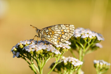 Heath fritillary butterfly perched on flowers. Mellicta athalia. León province, Spain.