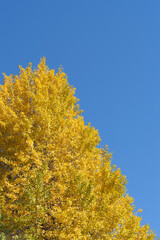 Fototapeta premium 黄色に色づくイチョウ