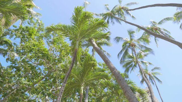Palm trees background in 4k slow motion 60fps
