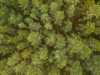 Green pine forest in the evening, aerial view