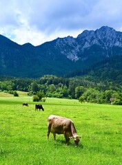 Braune Gebirgskühe, die auf einer Alm in den bayerischen Alpen grasen.
