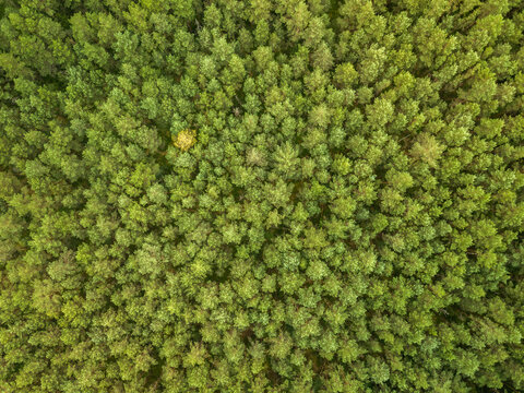 Green pine forest in the evening, aerial view