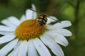 An insect on a camomile flower

