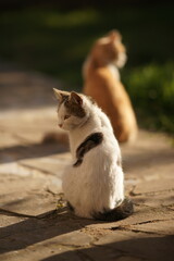 A white spotted cat is sitting in a summer yard. Nearby is the s