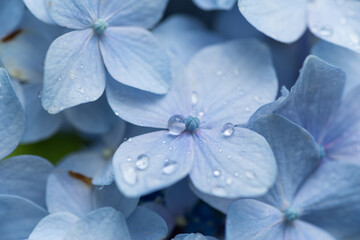 Fototapeta na wymiar 雨に濡れた紫陽花　　青色