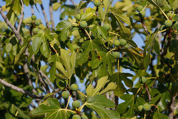 Higos madurando en la higuera