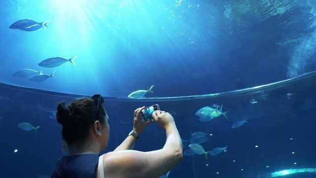 Woman taking picture of fish in the water in 4k slow motion 60fps