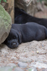 czarny piesek, szczeniak labrador retriever, śpiący na piaski obok kamienia - obrazy, fototapety, plakaty