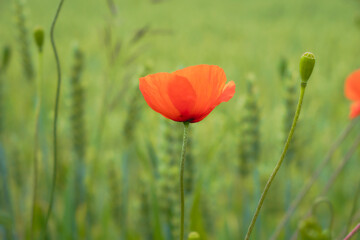 Obraz premium Mohnblume am Feldrand