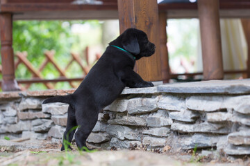 czarny szczeniak labrador retriever zagląda na taras - obrazy, fototapety, plakaty