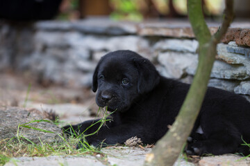 Czarny szczeniak labrador retriever, piesek leży i gryzie trawę