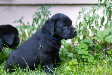 czarny szczeniak labrador retriever siedzi na zielonej trawie  © Joanna