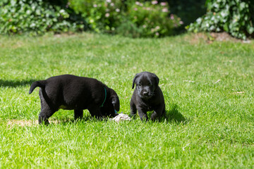 Dwa czarne szczeniaki labrador retriever  bawią się na zielonej trawie - obrazy, fototapety, plakaty