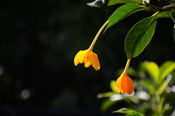 Obraz premium Closeup Ylang-ylang flower with green leaf background after rain