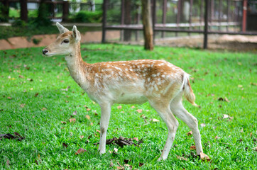 Naklejka na ściany i meble Young deer in the morning meadow at the zoo