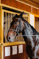 Thoroughbred stallion close-up in the stable at the ranch. Animal husbandry and breeding of...