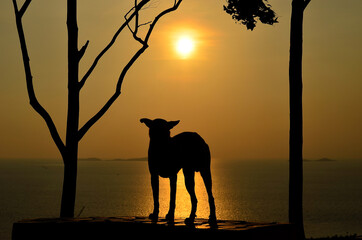 Fototapeta na wymiar Silhouette of a dog. Dog sits and looks at beautiful golden sunset near the sea. Dog sits on the beach near the sea. Backlight.