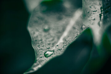 Green leaves texture. Plants background