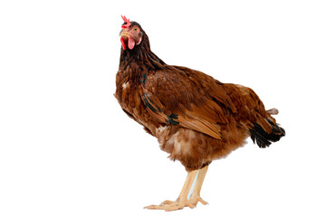 brown hen walking isolated on white, studio shot,chicken.