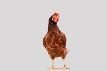 brown hen walking isolated on white, studio shot,chicken.