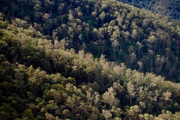 The green forest from the top layered with different colours