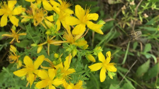 bee collects nectar on hypericum flowers in hte summer field, macro