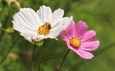 Cosmea Blüten mit Biene