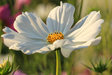 Weiße Cosmea Blüte
