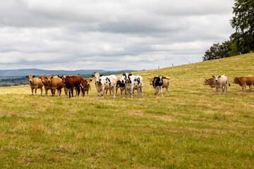 Naklejka na ściany i meble Vaches près du village d'Apchon dans le département du Cantal en Auvergne - France