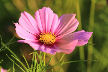 Pinkfarbene Cosmea Blüte