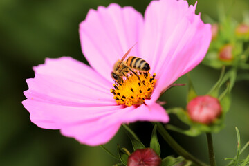 Biene auf Cosmea Blüte