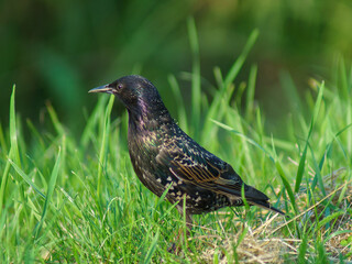 szpak