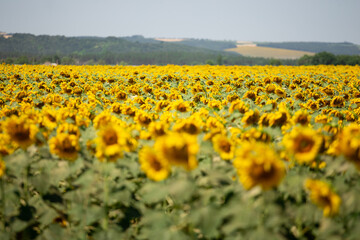 Fototapeta premium Photo of a summer field of blooming sunflowers. Real field