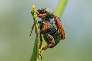 käfer