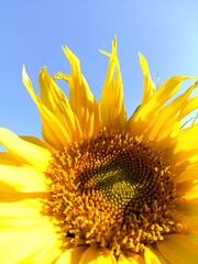 Summer banner with yellow bright sunflowers on a background of blue sky with copy space for your text. Sunflower seeds. Growing Sunflower field and harvest sunflowers for oil production. Agriculture.
