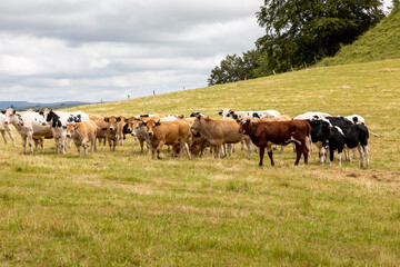 Fototapeta na wymiar Vaches près du village d'Apchon dans le département du Cantal en Auvergne - France