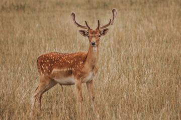 Naklejka na ściany i meble alone young deer in field