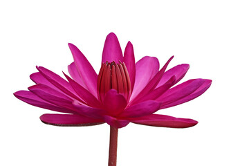 Red lotus flowers bloom Beautiful, isolated on a white background