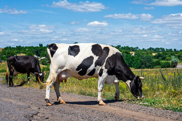 Cows graze near the road. Village. Ukraine.