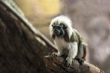 small cute monkey in wild nature