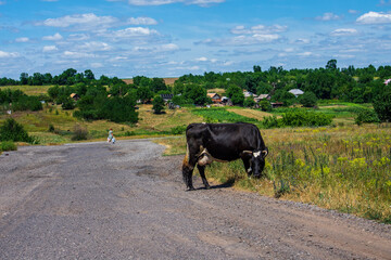 Cows graze near the road. Village. Ukraine.